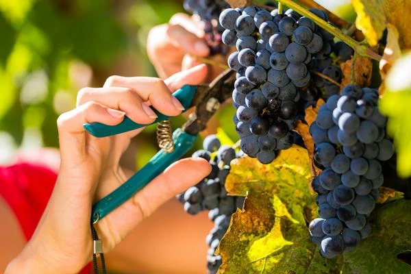 Exploring the Top Import Markets for Grapes Worldwide