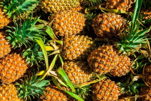 September 2023 Sees 9% Decrease in Pineapple Imports to $16M in the Netherlands