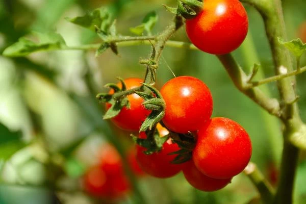 Tomato Market - the Netherlands's Exports of Tomato Increased by 8% to $2B in 2014