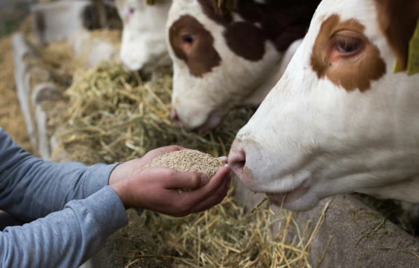 Germany Sees Modest Increase in Animal Feed Price to $944 per Ton