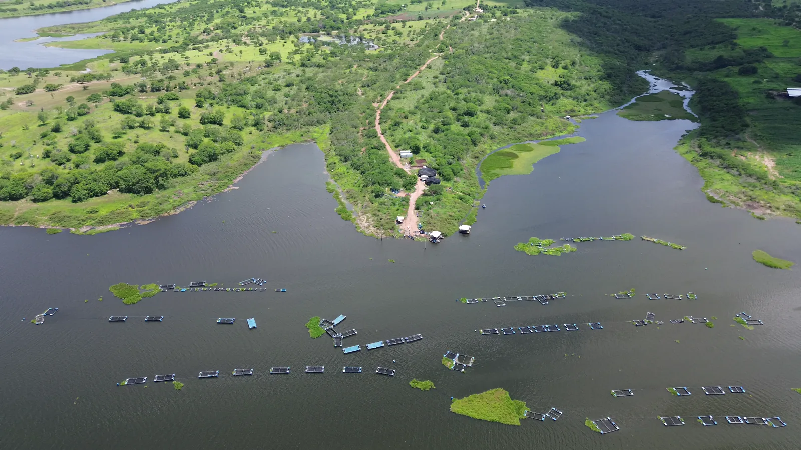 Norwegian Salmon Executives Urge Regulatory Reform to Secure Industry Future