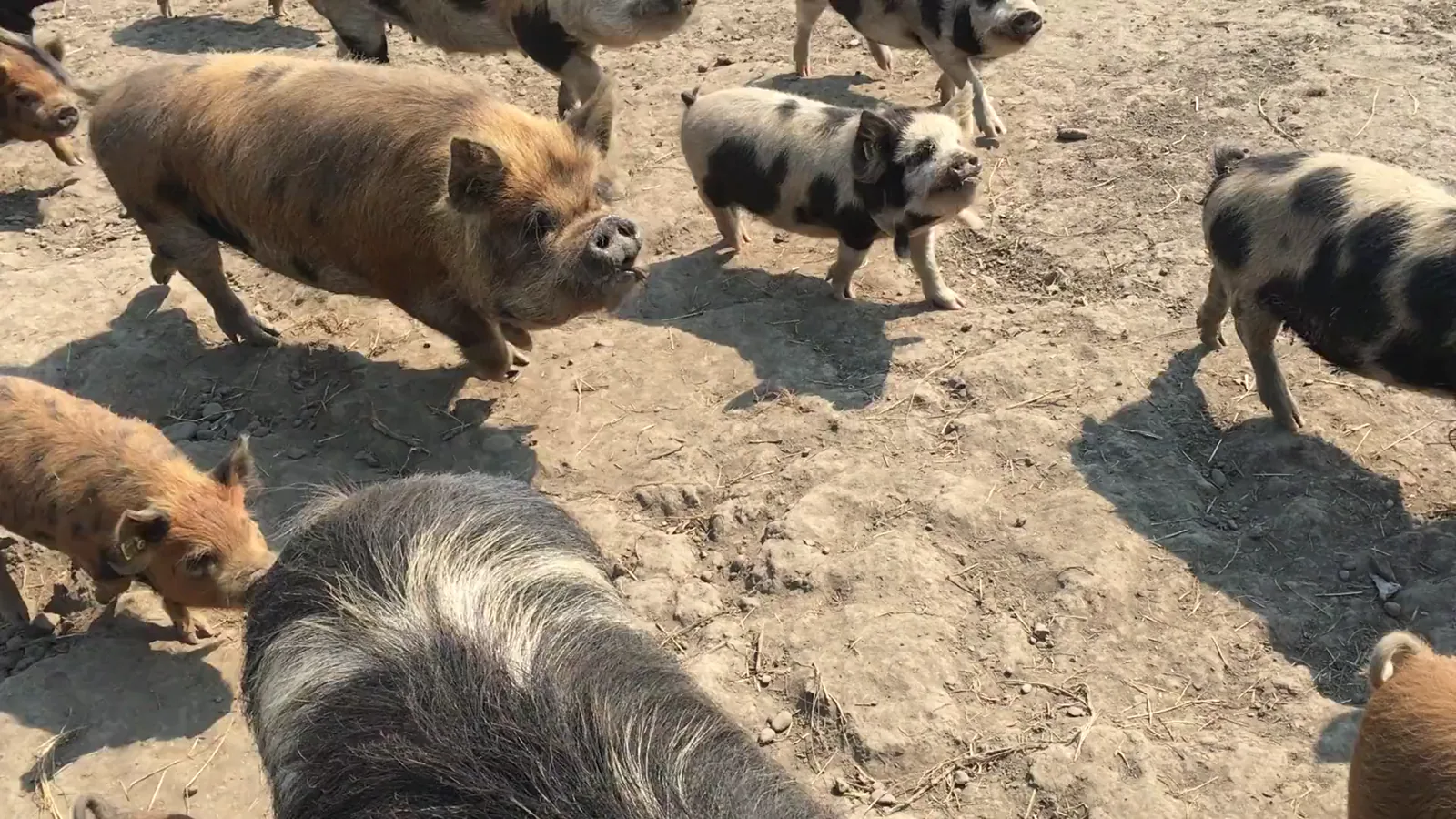 USDA Hog Slaughter Report: Prices, Volumes, and Market Data