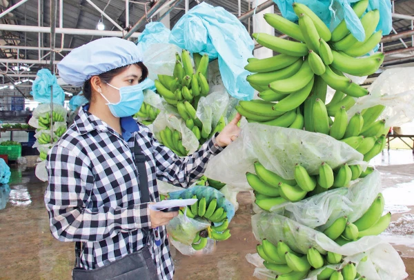 From the Tropics to the Table: How to Successfully Export Bananas to the EU