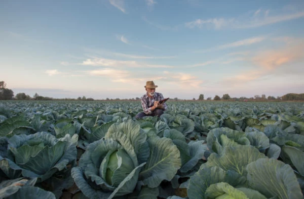 Cabbage Price in UK Jumps 14% to $1,412 per Ton