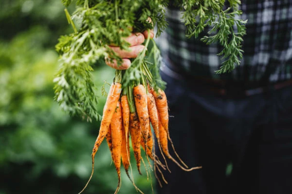Carrot and Turnip Price in China Surges 54%, Averaging $799 per Ton