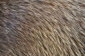 Germany's Coarse Animal Hair Price Plummets to $2,457 per Ton