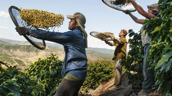 The Cost of Green Coffee from Brazil Has Decreased, Now Priced at $3,825 per MT