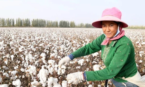 Cotton Industry in China: Market Trends, Insights, and Forecast