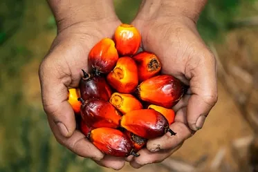 The World's Best Import Markets for Crude Palm Oil