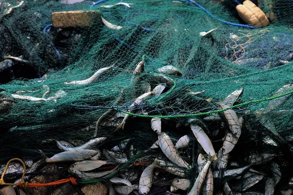 The Cost of Fish Parts in the Netherlands Decreases Dramatically to $4,473 per Ton