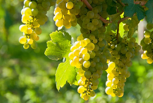Grape Price in Spain Declines Slightly to $2,498 per Ton