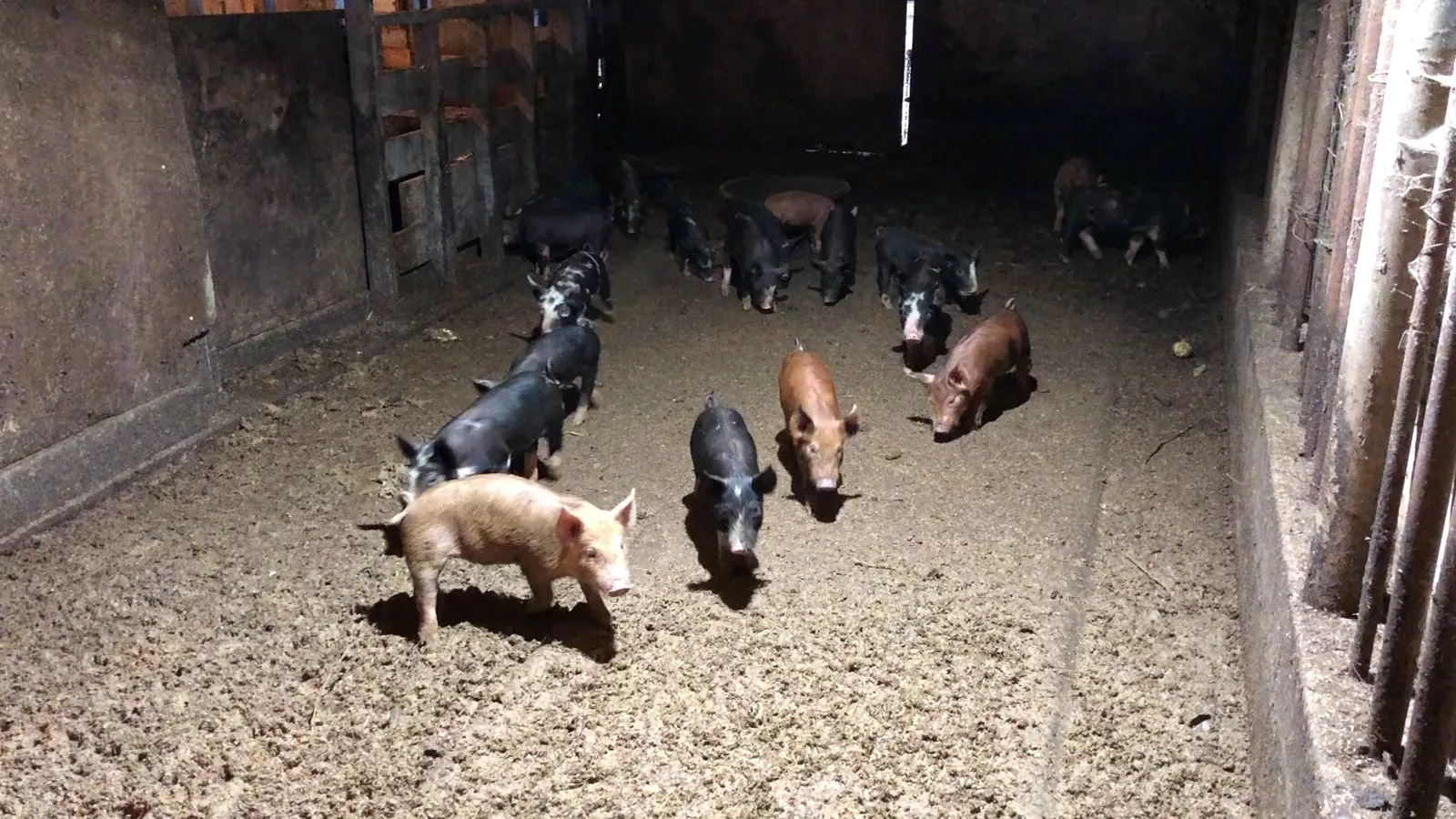 USDA Hog Slaughter Report: March 2026 Pricing and Volume Data