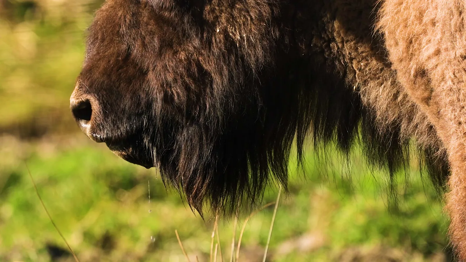 Beef Trimmings Market Morning Report: Limited Activity with 130,919 Pounds Traded