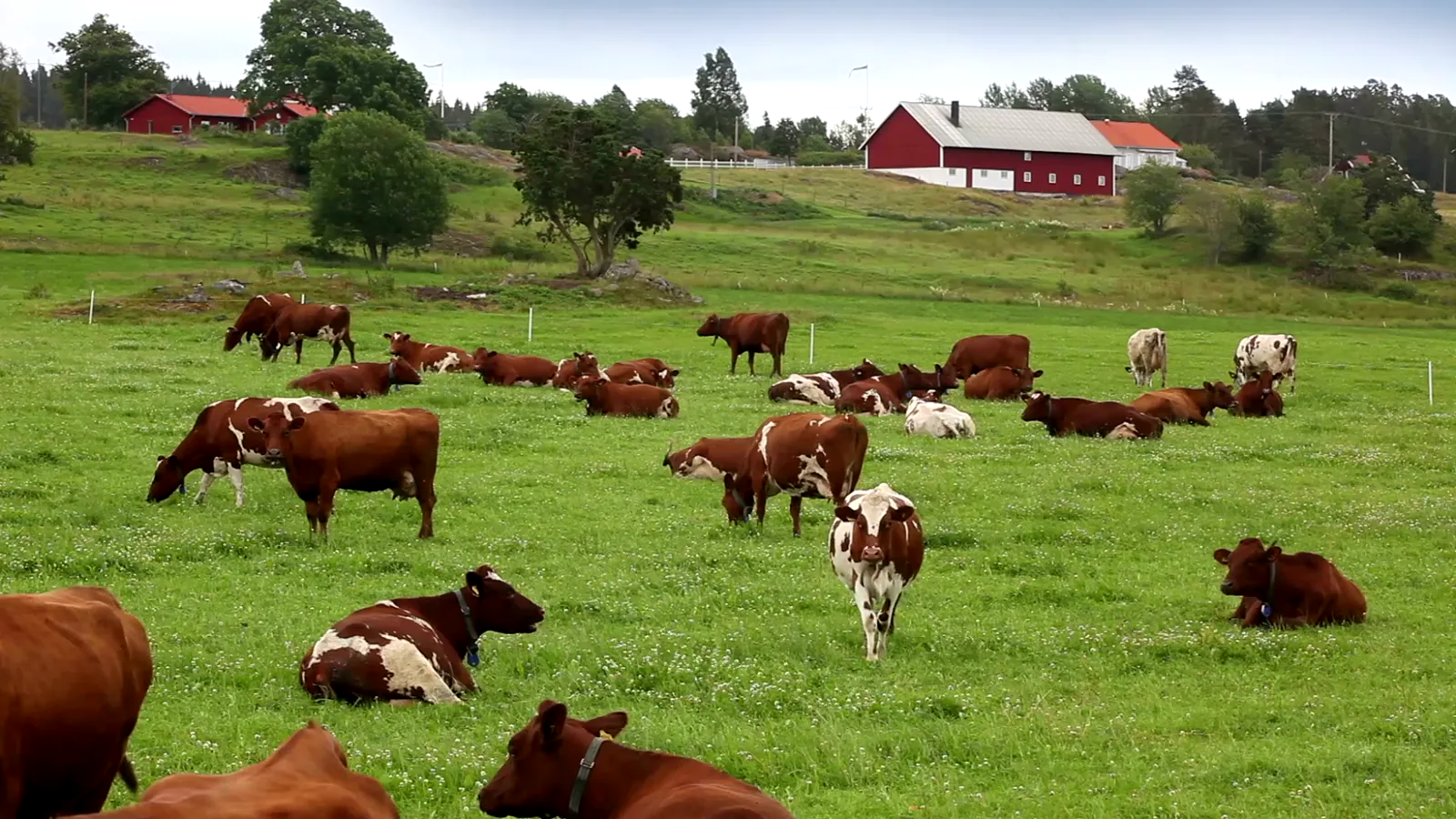 USDA Reports Steady Cattle Prices in Negotiated Slaughter Market for March 11, 2026