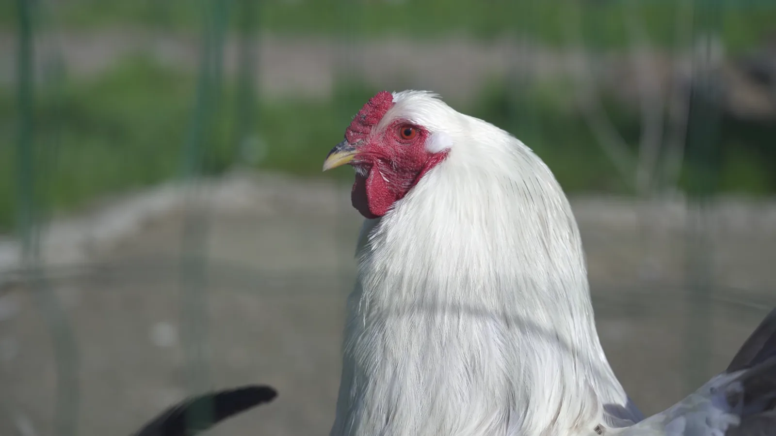 National Shell Egg Market Prices Rise as of March 12, 2026