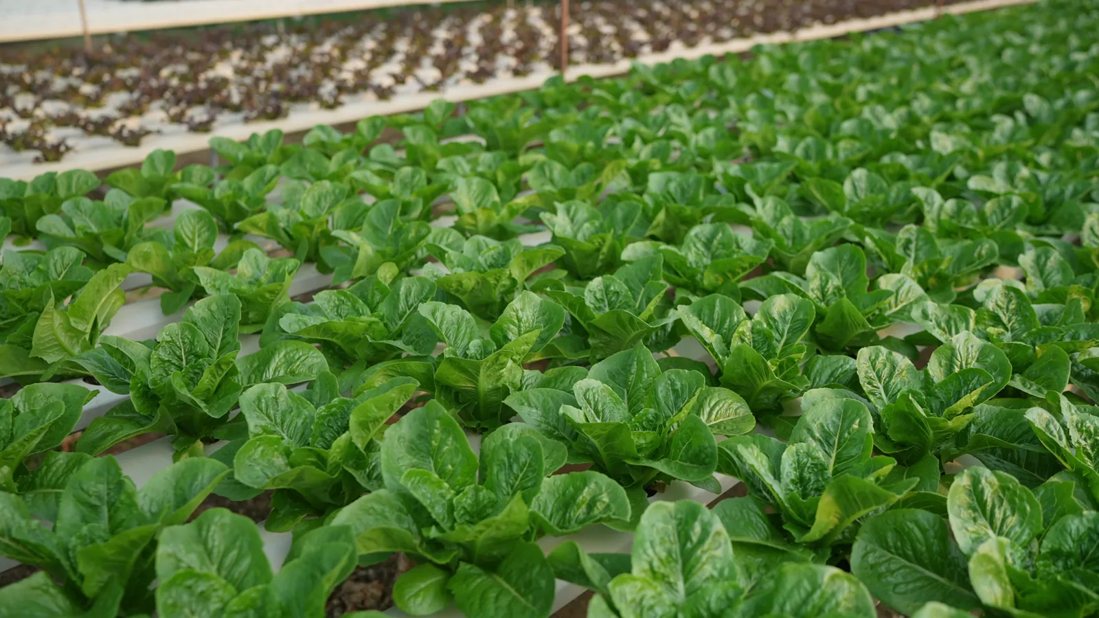 Asheville Terminal Market Onion & Potato Pricing Report - March 12, 2026