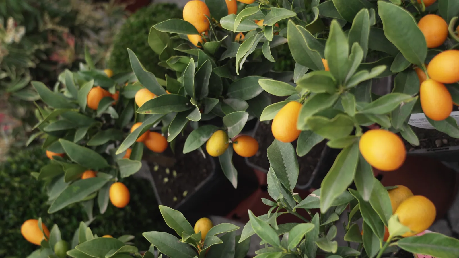 Limoneira Reports Q1 Fiscal 2026 Results with $9.4M Net Loss