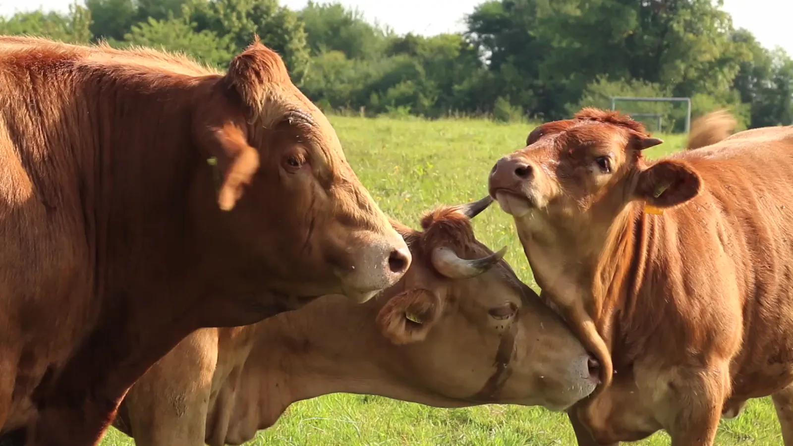 Ericson Livestock Market Weekly Report: March 14, 2026 Cattle Sales Data