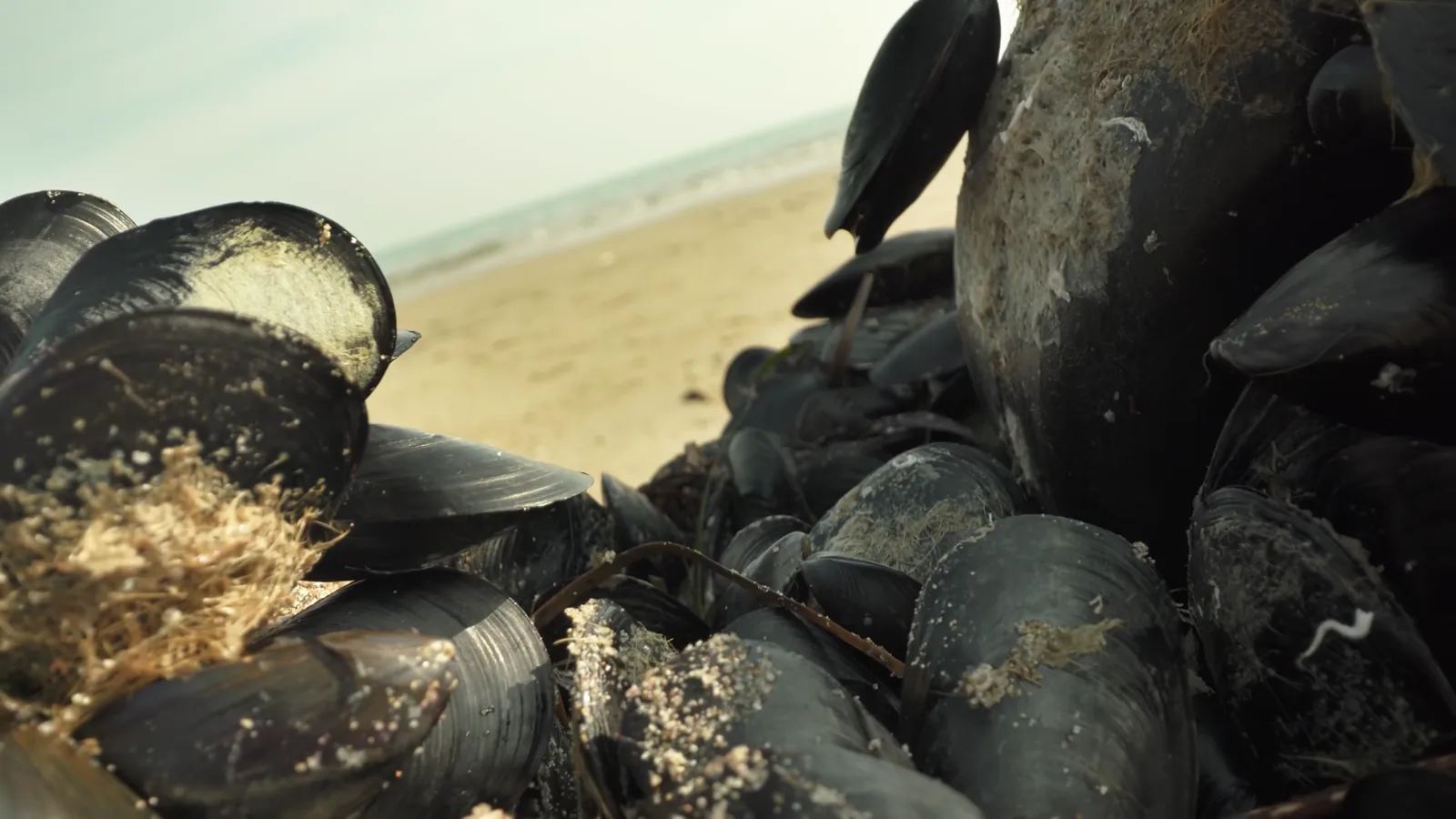 Canada Reaffirms Seafood Sector Support at Boston Trade Expo