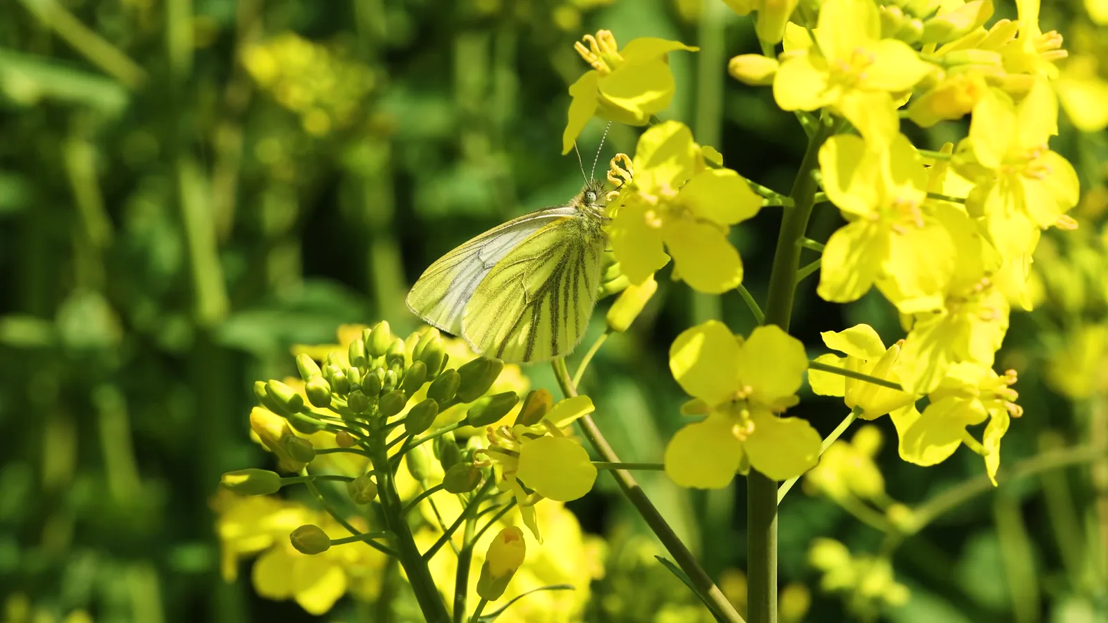 Soybean Futures Drop Over 2% on US-China Trade Concerns