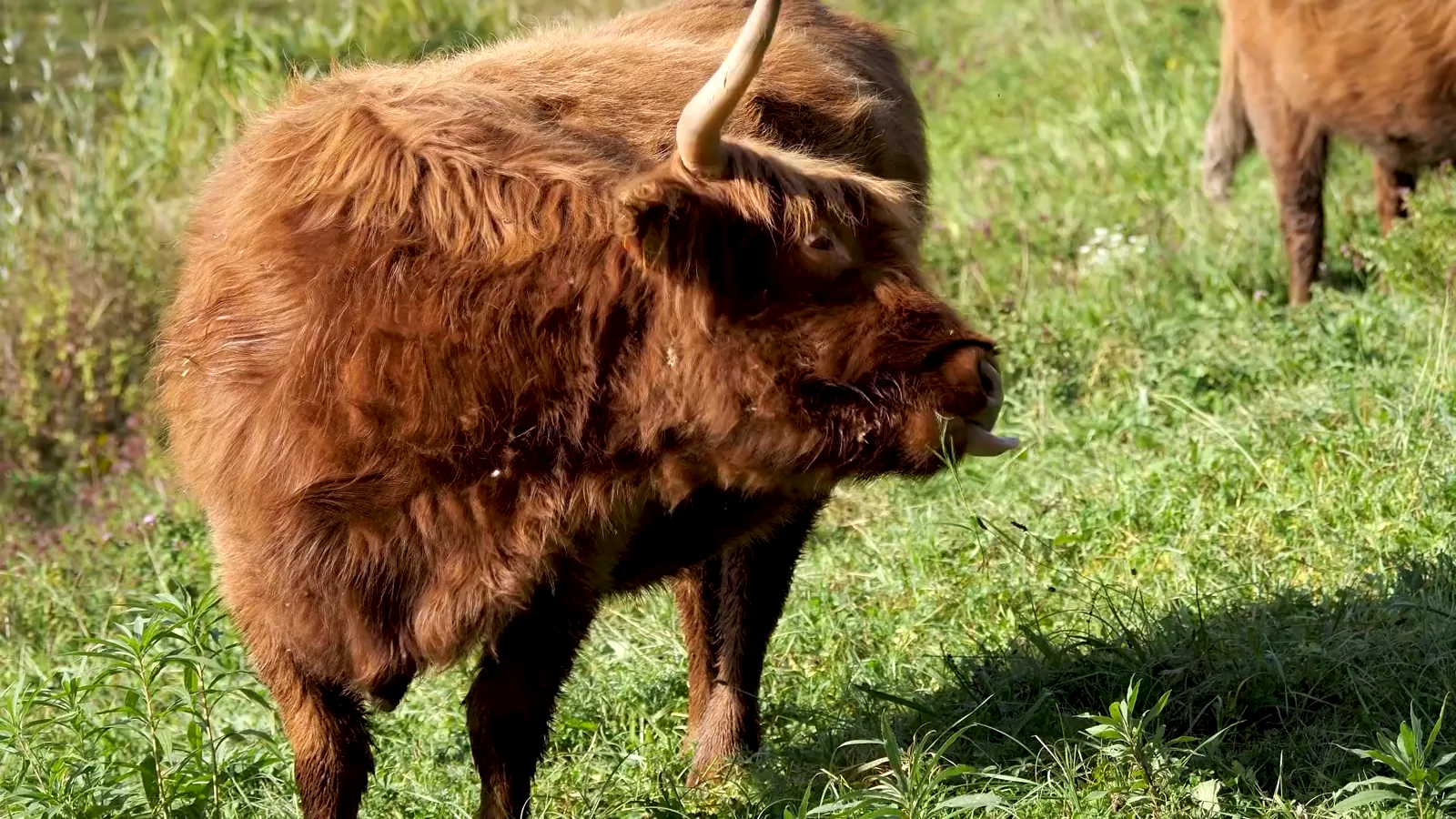 Feeder Cattle Prices and Futures Market Report March 2026