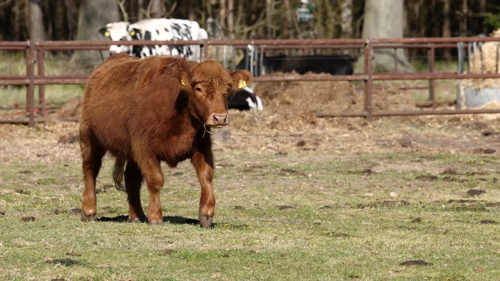 Negotiated Cash Cattle Trade Inactive in Western Cornbelt