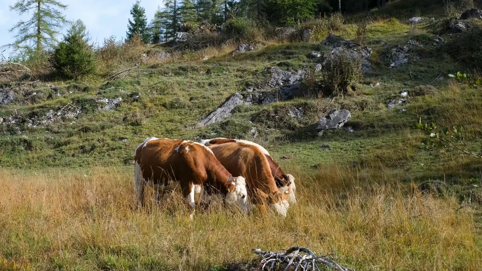 March 2026 Global Dairy Trade Auction Results: Mixed Price Movements