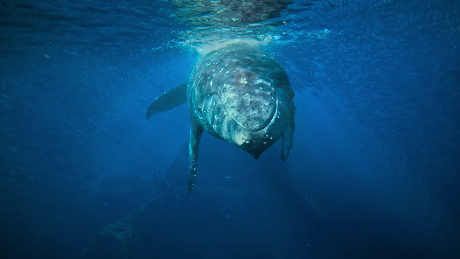 2026 Funding Bill Boosts Right Whale Conservation and Fishing Industry Support