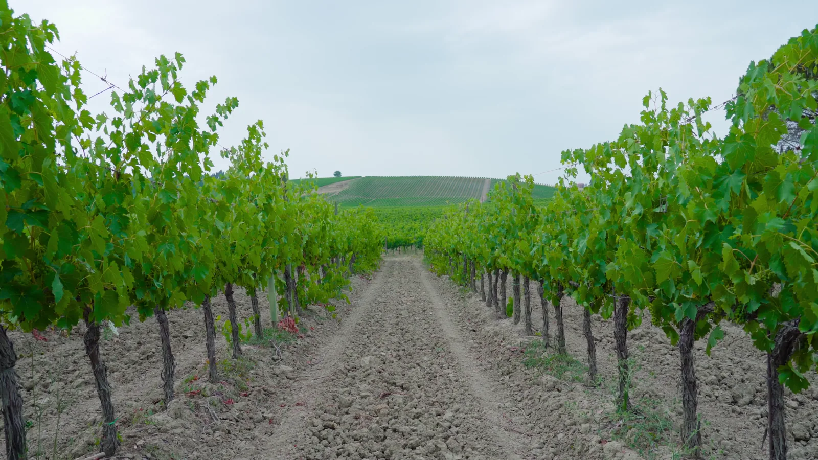 Xinomavro Ventures: A Global VC Fund Driving Tech Innovation in the $300B Wine Industry