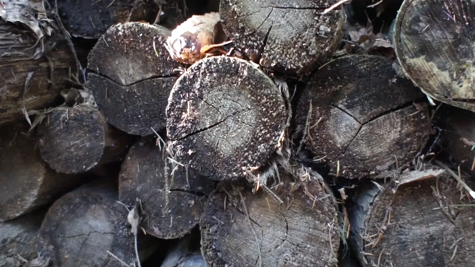 British Columbia's Forestry Crisis Deepens: Analysis Points to Domestic Policy and U.S. Tariffs