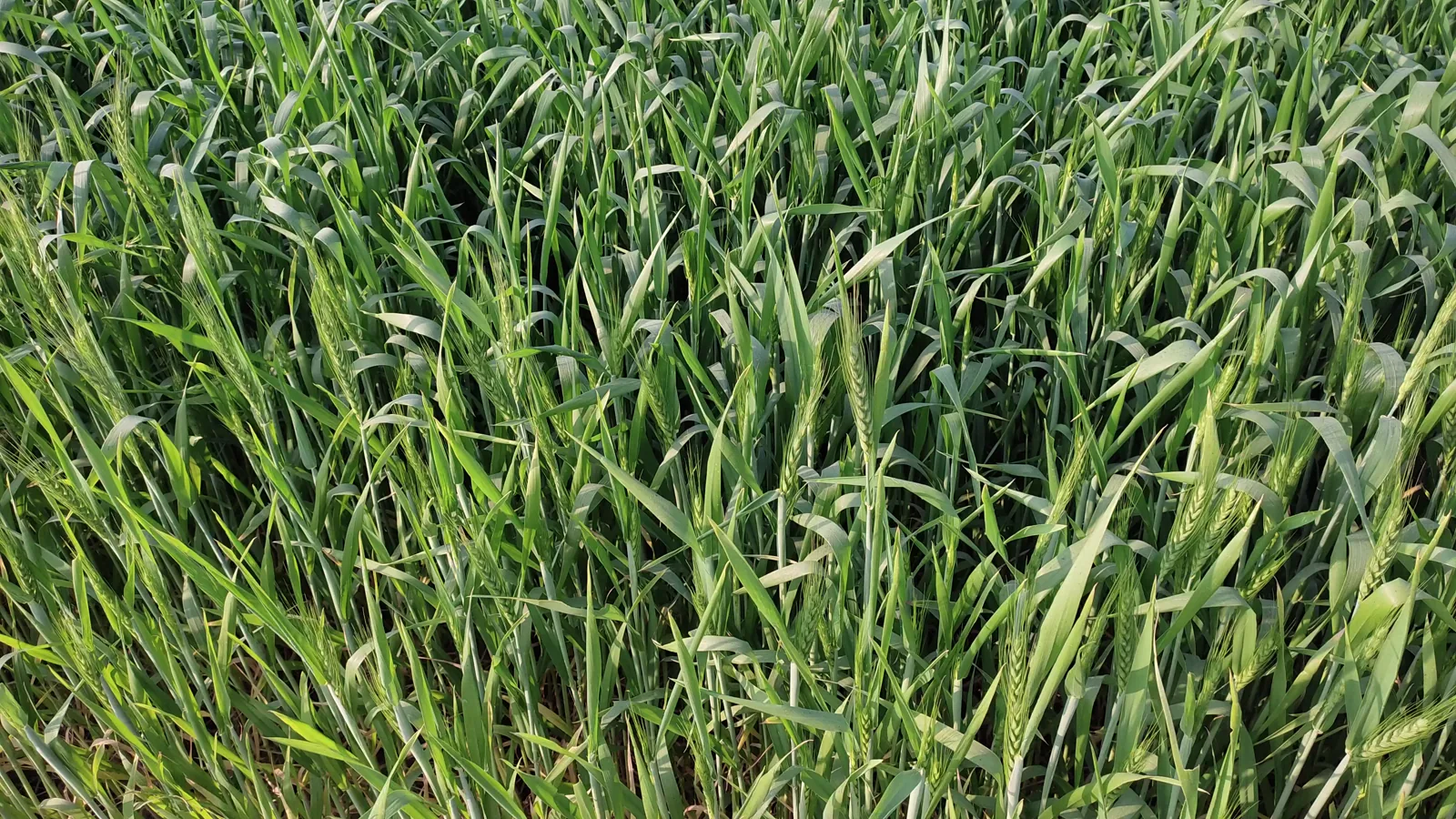 Global Flour Trade to Hit Four-Year Low in 2025-26, IGC Reports