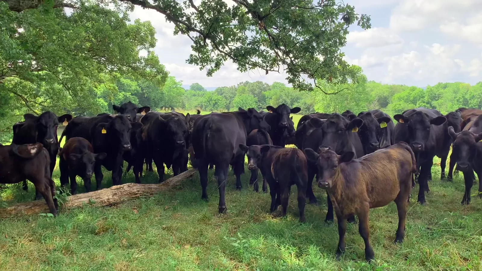 USDA Report: Weekly Slaughter Cattle Deliveries Decline as of March 20, 2026