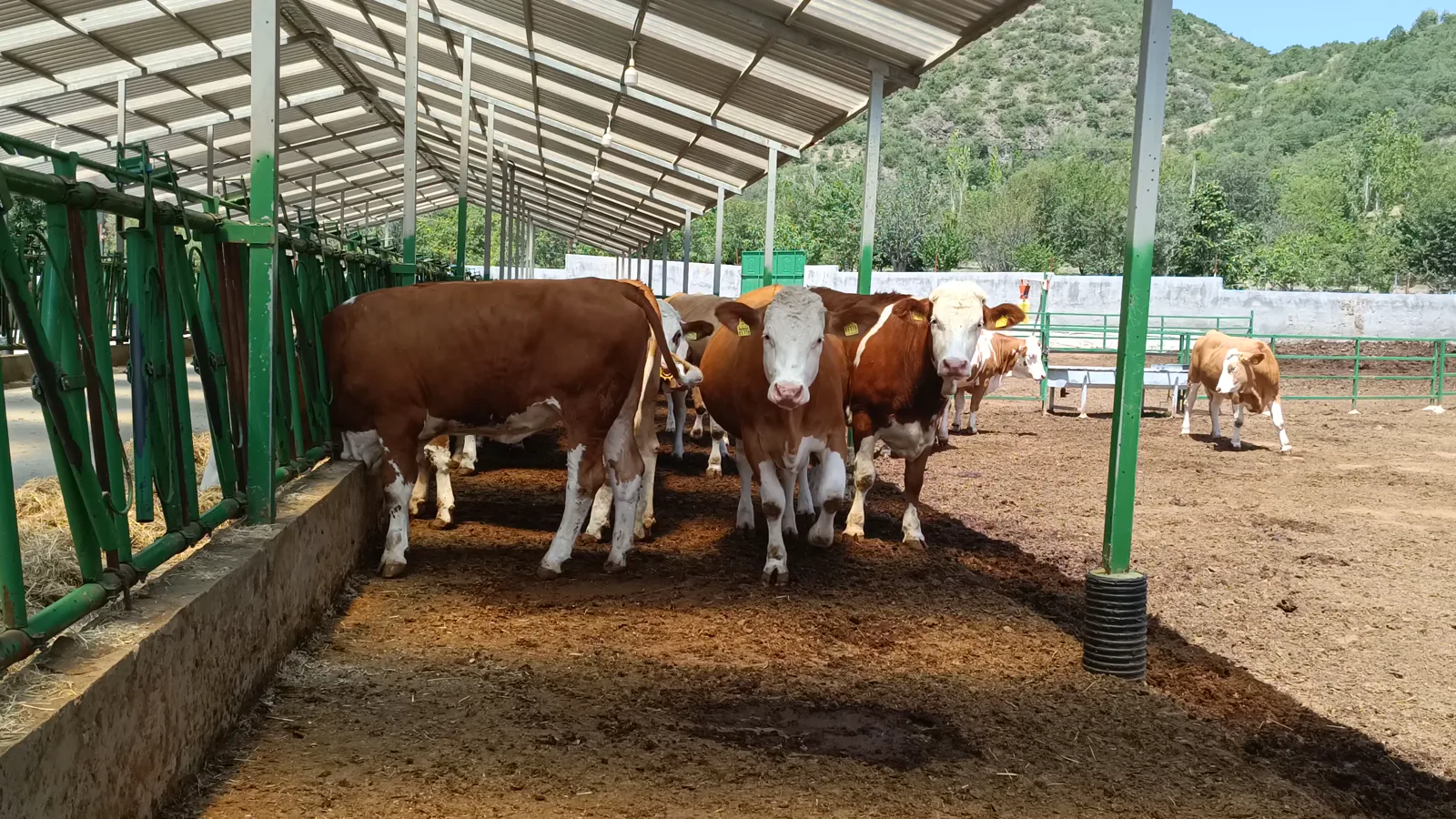 Kentucky Feeder Cattle Market Gains Strength in March 2026