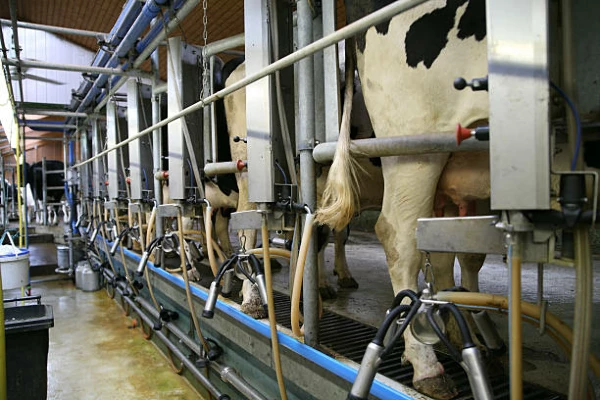 Milking Machine Price in Germany Declines to $898 per Unit