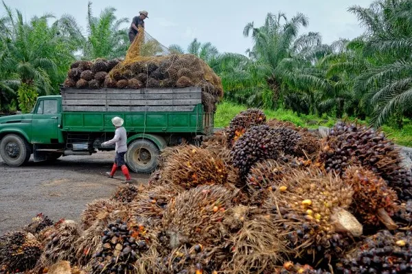 Successful Market Entry Strategy for Palm Oil Exporters into China | Guide