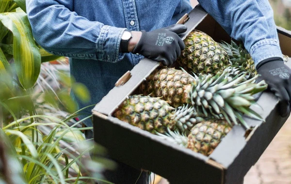 Selling Pineapples in Europe: A Beginner's Guide to Finding Importers and Distributors