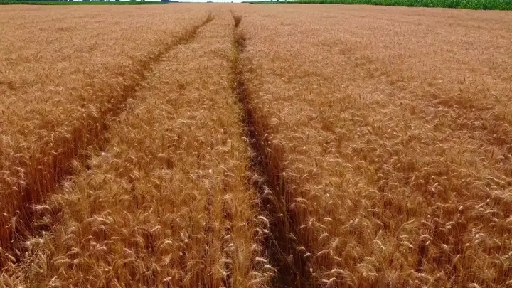 2026 EU & UK Grain Forecast Revised Up to 298.8M Tonnes, Still Below 2025