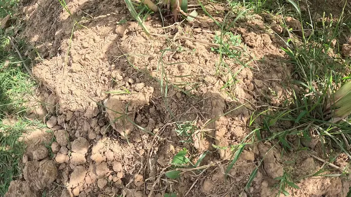 US Corn Acreage Projected to Decline in 2026 Amid Rising Production Costs