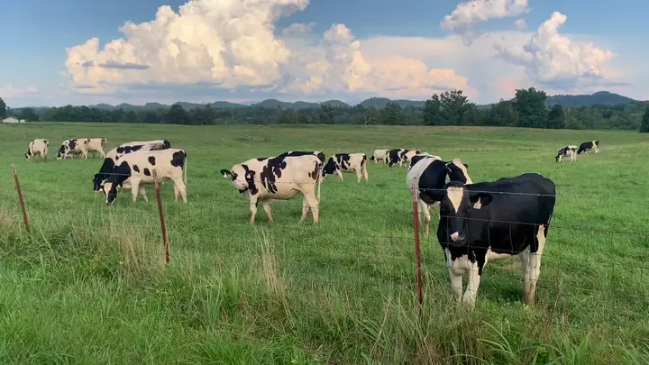 USDA Reports Weekly Slaughter Cattle Market Data for March 2026