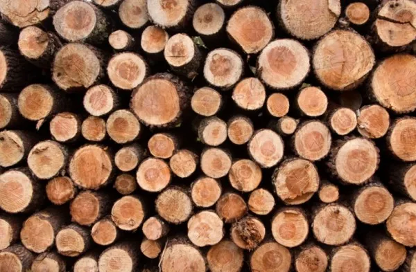 Best Import Markets for Saw Logs and Veneer Logs (Non-Coniferous)