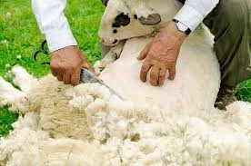Spain's Sheep Leather Price Shrinks Slightly to $25.2 per Square Meter