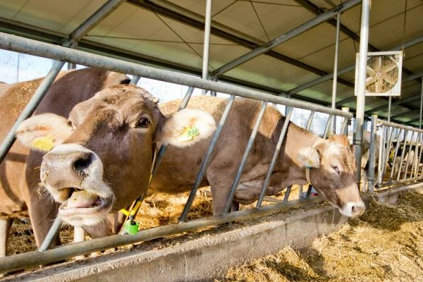 Germany's Animal Feed Preparation Exports Hit Record Highs