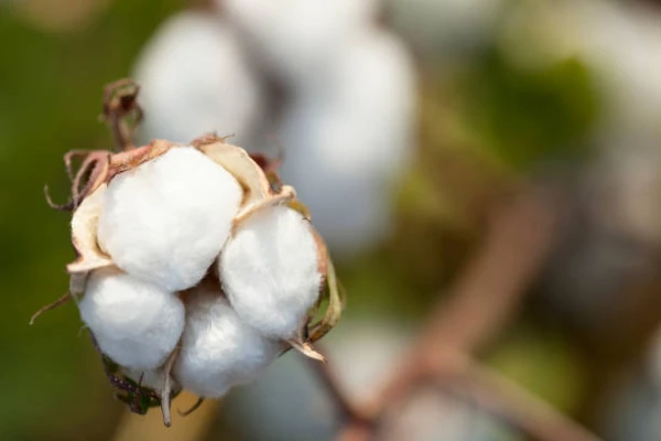 South Africa Sees a Sharp Increase in Cotton Linters Export Revenue Reaching $14M in 2023