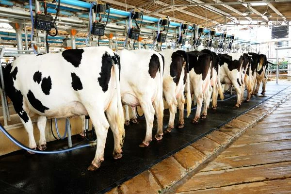 Netherlands Witnesses a Remarkable Surge in Milking Machine Exports, Reaching $28M in September 2023