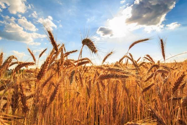 Barley Price in Australia Slumps 22% to $228 per Ton