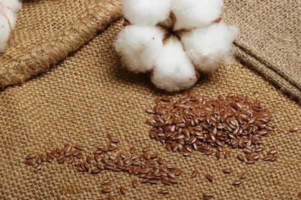 Italy's Cottonseed Import Drops by 32% to $3.5M in August 2023