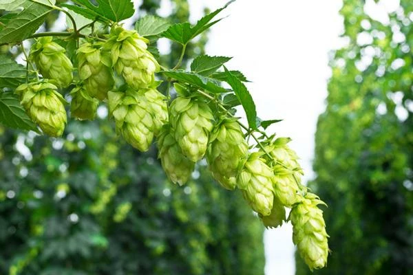 Price of Hops in India Rises to $11.3 per kg