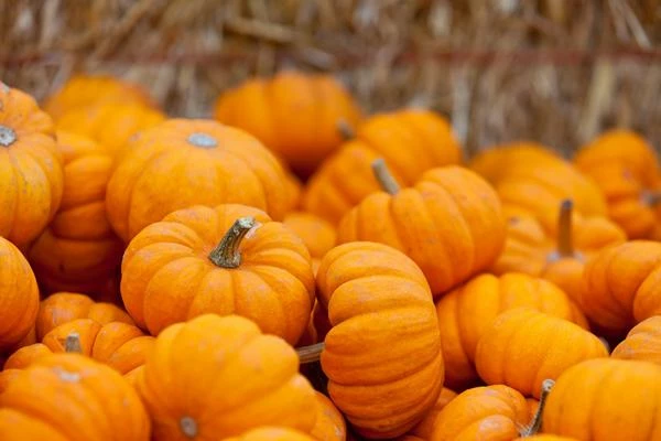 Pumpkin Price in UK Increases 4% to $1,274 per Ton