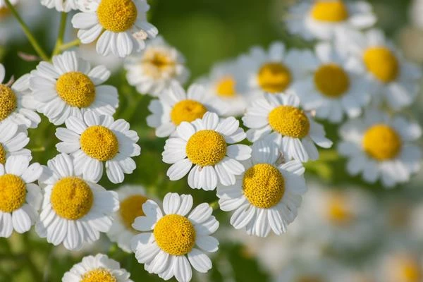 European Pyrethrum and Peppermint Imports Keep Robust Growth