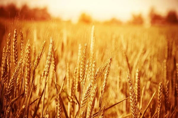 Export of Triticale in Poland Sees An 8% Decrease, Reaching $195 Million in 2023.